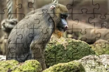 Mandrillo jigsaw puzzle