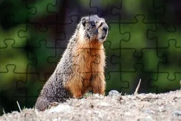 Marmotta jigsaw puzzle