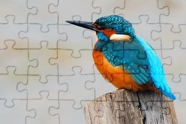 Martin pescatore jigsaw puzzle