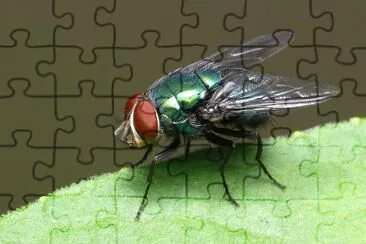 Mosca jigsaw puzzle