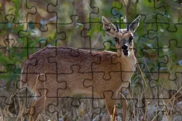 Nototrago jigsaw puzzle