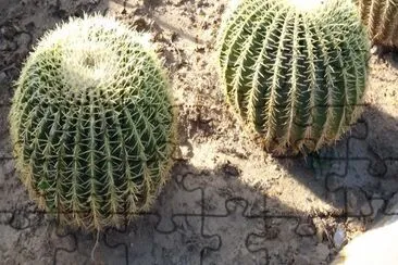 Cactos de Los Cabos, BCS.