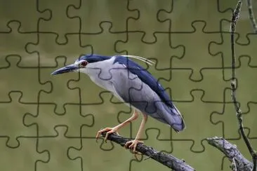 Nitticora jigsaw puzzle