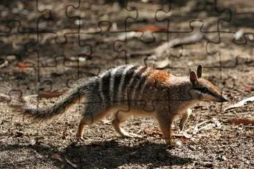 Numbat jigsaw puzzle