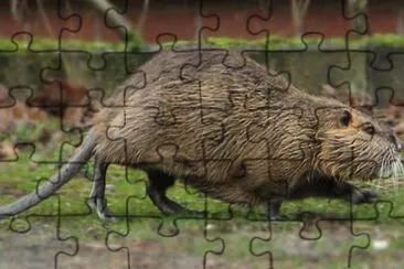 Nutria jigsaw puzzle