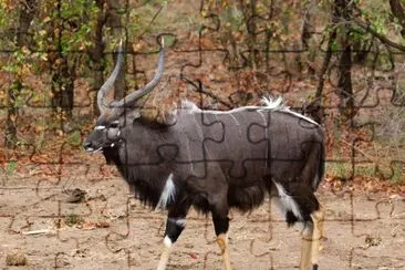 Nyala jigsaw puzzle