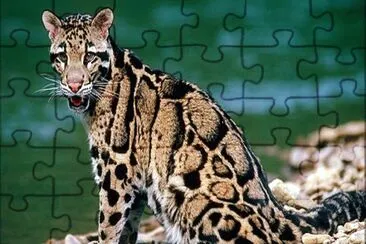 Ocelot jigsaw puzzle