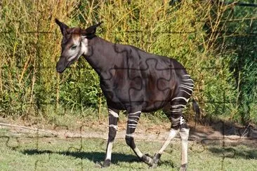 Okapi jigsaw puzzle