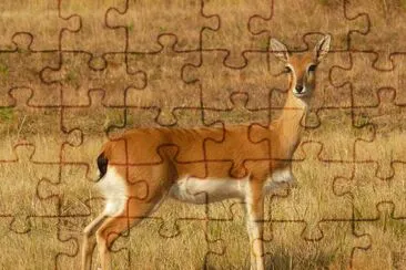 Oribi jigsaw puzzle