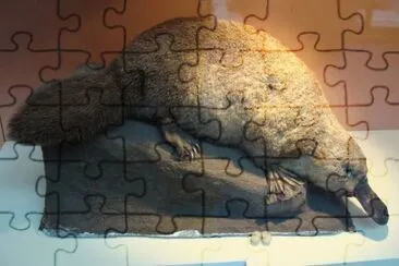 Ornitorinco jigsaw puzzle