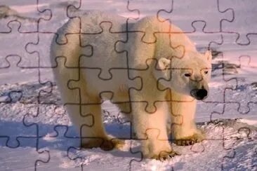 Orso polare jigsaw puzzle