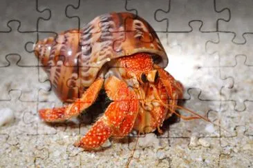 Paguro jigsaw puzzle