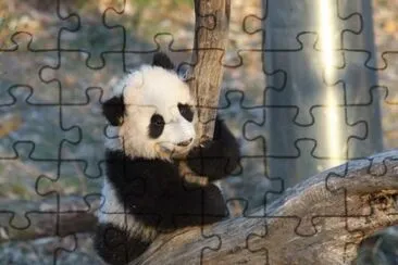 Panda jigsaw puzzle