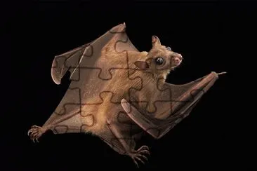 Pipistrello