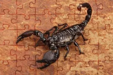 Scorpione jigsaw puzzle