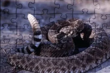 Serpente a sonagli jigsaw puzzle