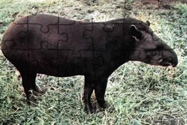 Tapiro