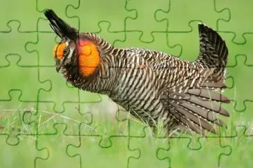 Tetraone jigsaw puzzle