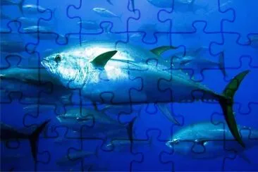 Tonno jigsaw puzzle