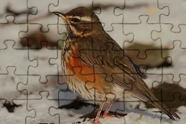 Tordo jigsaw puzzle