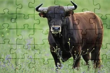 Toro jigsaw puzzle