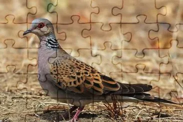 Tortora jigsaw puzzle