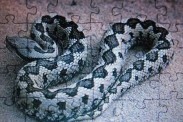 Vipera