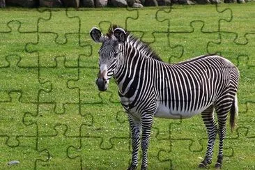 Zebra jigsaw puzzle