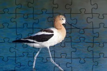 Avocetta jigsaw puzzle