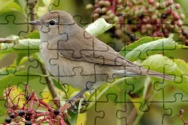 Beccafico jigsaw puzzle