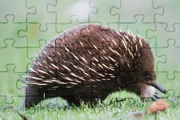 Echidna