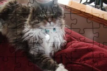 cat jigsaw puzzle