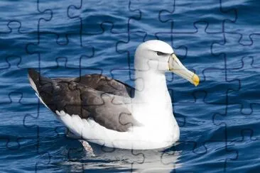 Albatro cauto