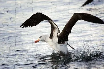 Albatro sopraccigli neri