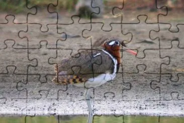 Beccaccia dorata jigsaw puzzle