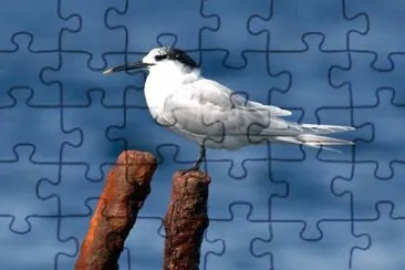 Beccapesci jigsaw puzzle