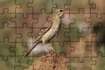 Calandro jigsaw puzzle