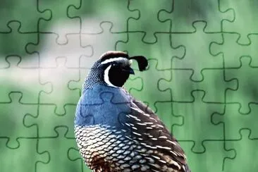 Callipepla californica jigsaw puzzle