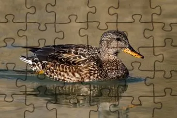 Canapiglia jigsaw puzzle