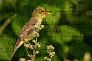 Canapino jigsaw puzzle