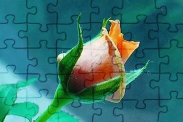 Mini-rose bud1 jigsaw puzzle