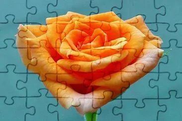 Mini-rose1 jigsaw puzzle