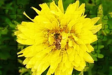 Bee hiding in dandelion