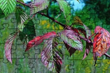 Wild berry leaves in early fall