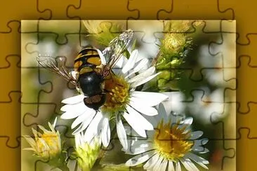 פאזל של Bee on small daisy2