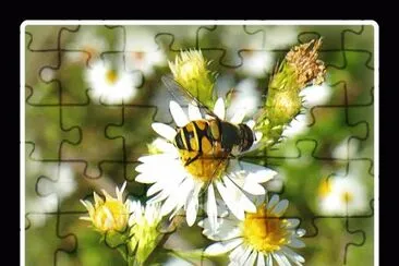 Bee on small daisy3