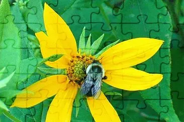 פאזל של Bee on yellow flower4