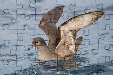 Chiurlo setoloso jigsaw puzzle