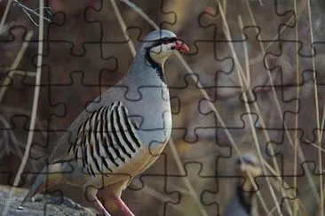 Chukar jigsaw puzzle