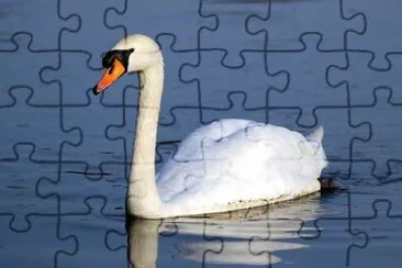 Cigno reale jigsaw puzzle